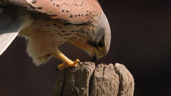 Extreme close-up of a male common kestrel perched on a small tree trunk and feeding off his prey tha