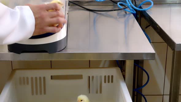 Veterinarian Who Vaccinates Young Chickens on a Farm. The Doctor's Hand Holds a Mole That Is