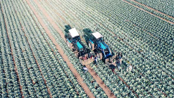 Agricultural Workers are Harvesting Cabbage Into Combines