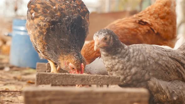 Chickens Eat Grain From the Feeders