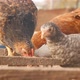 Chickens Eat Grain From the Feeders - VideoHive Item for Sale