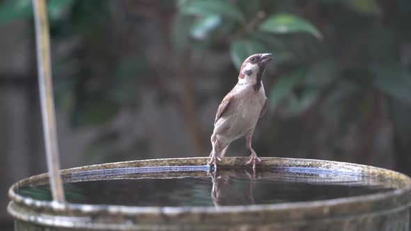 Little Sparrow birdie drinking and dipping in water bucket.