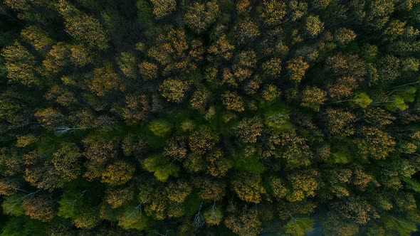 Wild Spring Forest on Sunset