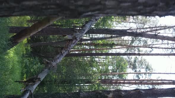 Vertical Video Aerial View Inside a Green Forest with Trees in Summer