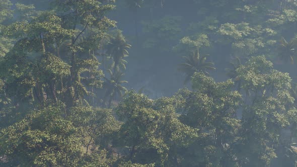 Fog Covered Jungle Rainforest Landscape