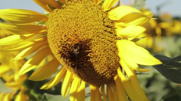 Honey Bee on a Sunflower in the Morning Light