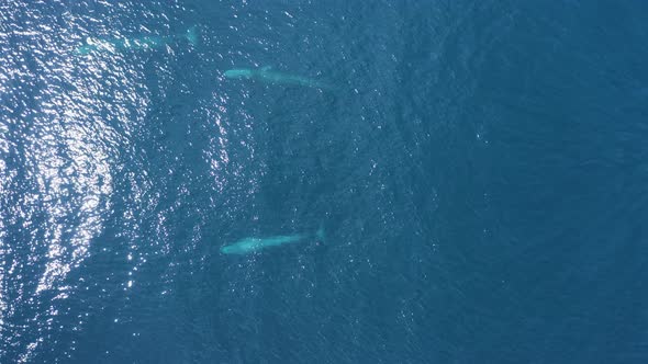 Aerial view of a sperm whale sin the ocean, Azores, Portugal.