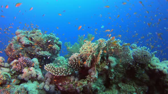 Colorful Reef Scene