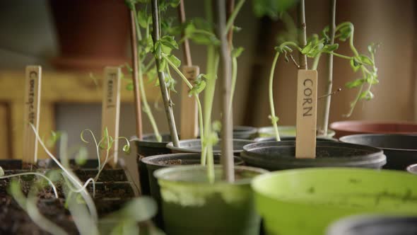 Growing vegetables indoors during pandemic lockdown, micro greens, static shot