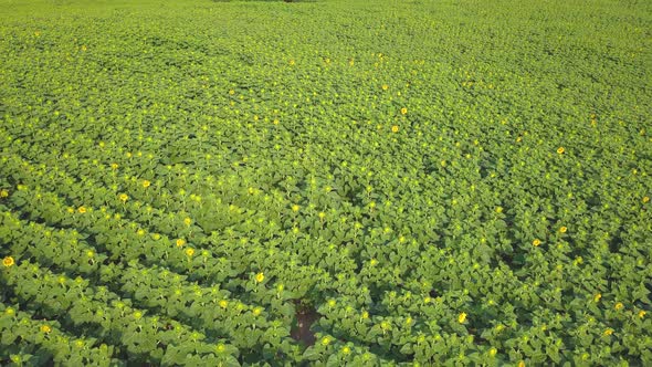 Aerial flying over a sunflower field just starting to bloom