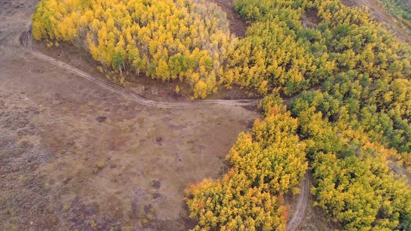 Aerial view of vehicle driving on dirt road through colorful aspen forest