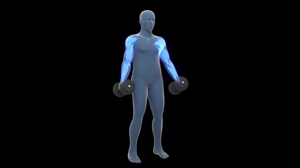 Standing Alternate Dumbbell Bicep Curl Workout alt