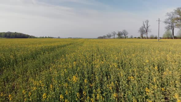 Low Flight Over the Flower Field