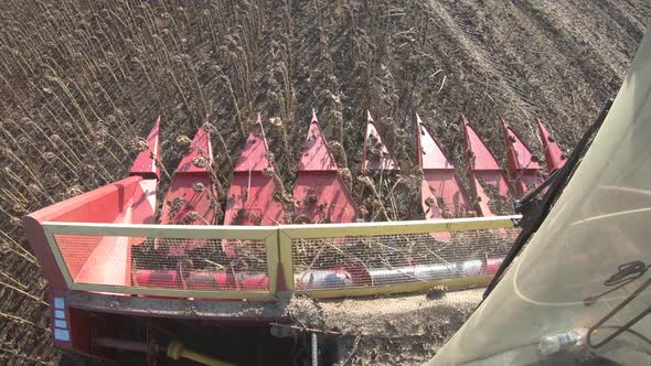 Combine Harvester in the Field During Harvest Sunflower, Slow Motion