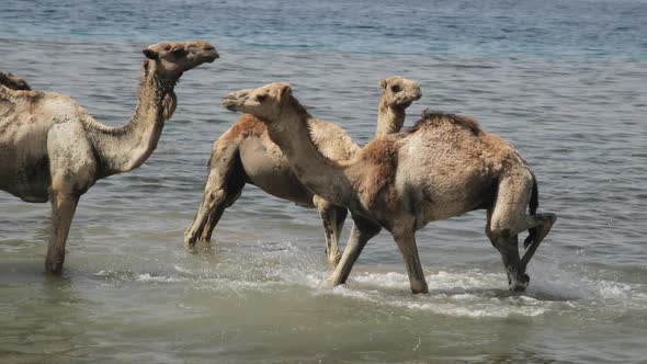 A Herd of Camels Drinks Water From a Small Rain Lake in the Steppe on a Hot Summer Day