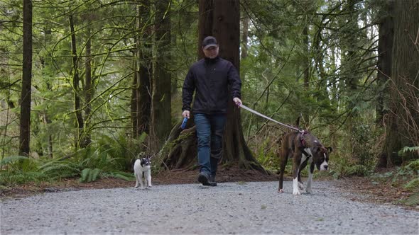 Man Walking Dogs on the Hiking Trail