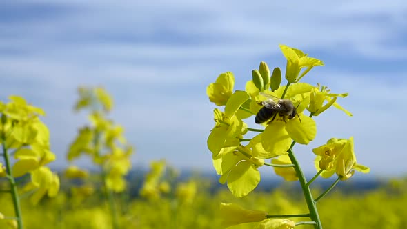 Honey Bee and the Flower Pollination Spring Time Nature