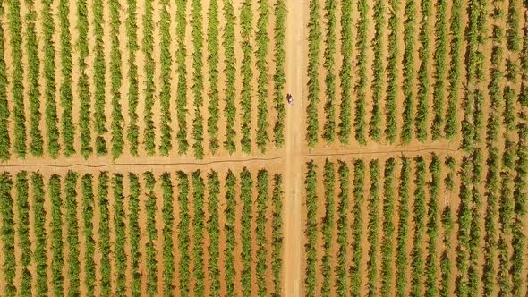 Aerial view of a vineyard field