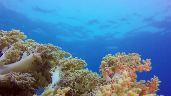 Soft Coral with Blue Water Background