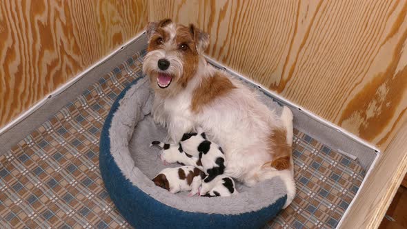 Happy Dog Feeding Her Puppies