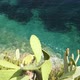 Aerial Sea Shore Background with Cactus - VideoHive Item for Sale