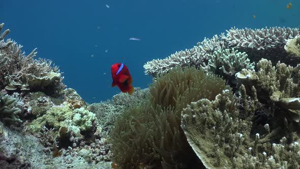 Coral Reef with Tomato Anemonefish (Amphiprion frenatus) and hard corals, static shot