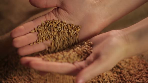 Female Hands Touching Wheat Grain Gently, Good Results of Harvesting Campaign