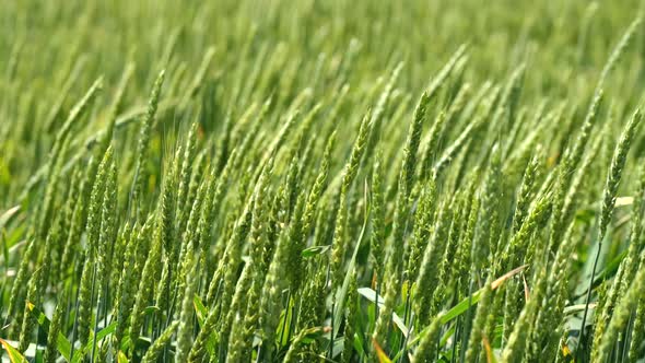 Juicy fresh ears of young green wheat on nature in spring summer field close-up. ripening ears