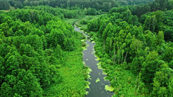 Amazing river and green forest in summer.