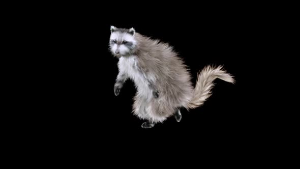 Raccoon Dancing HD