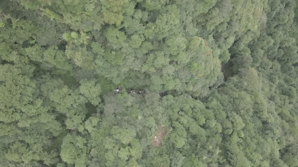 Mtirala National Park from drone, Adjara, Georgia. Flying over subtropical mountain forest