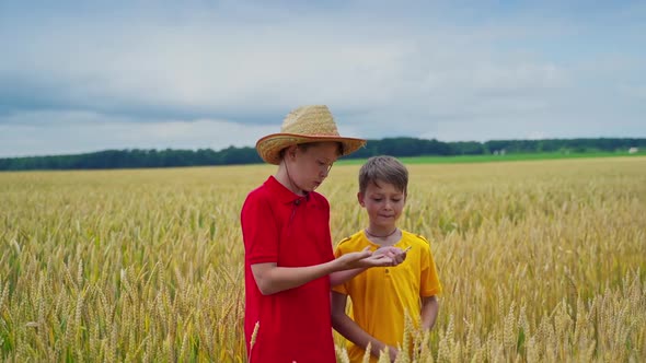 Brothers on wheat field, Happy children having fun outdoors on wheat field