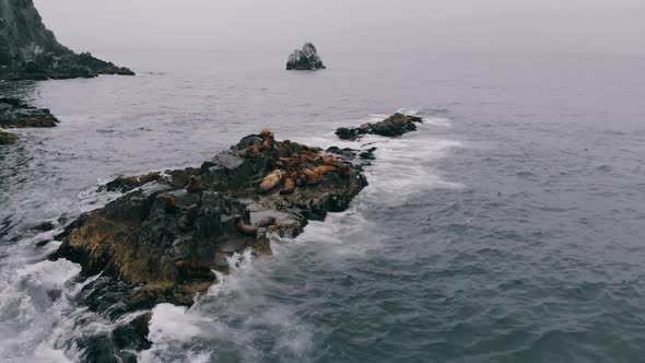 Rock or Sea Lion Rookery in Middle of East Sea or Pacific Ocean in Natural Habitat. Boat Trips in