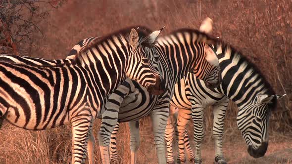 A group of zebra standing under the golden glow of the African sun.