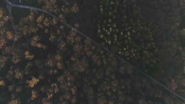 Forest in Ulm Over with Drone at Sunset