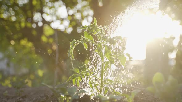 Watering Green Tomato Plant Sprout at Sunset