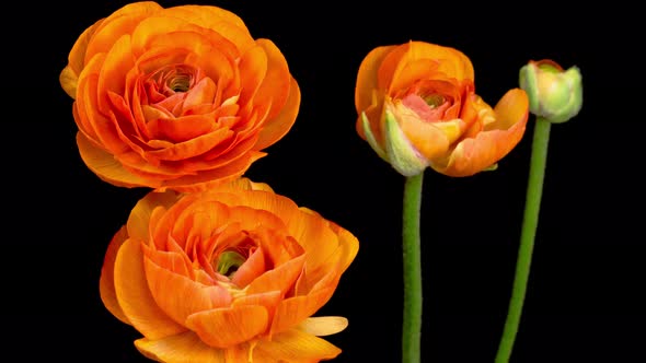 Time Lapse of Opening Orange Ranunculus Asiaticus Flower