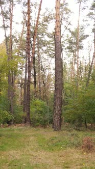 Vertical Video Autumn Forest By Day