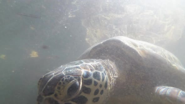 Flock Giant Sea Turtles Swim Underwater and Eat Algae Natural Aquarium Zanzibar