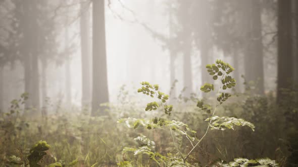 Sunbeams in Natural Spruce Forest