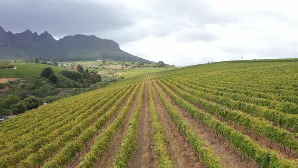 Flying Over Beautiful Rows on Vineyard Bushes