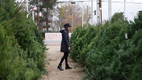 A beautiful woman shopping on a Christmas trees lot with green douglas fir conifers in a holiday bot