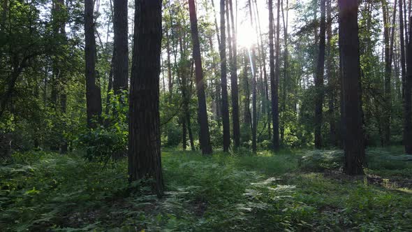 Trees in the Forest By Summer Day