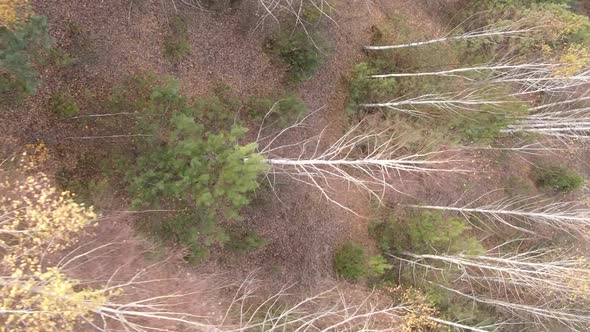 Vertical Video Autumn Forest with Trees in Ukraine Slow Motion