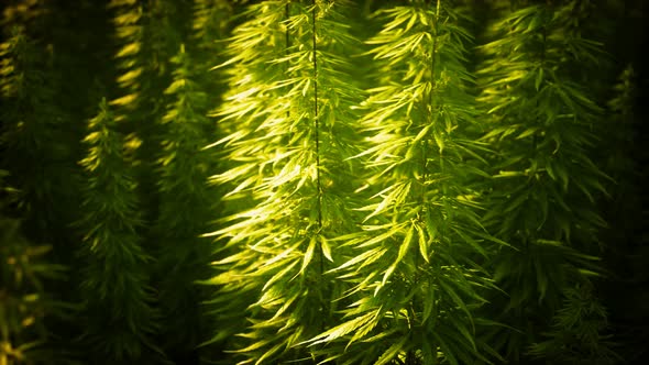 Field of Green Medial Cannabis