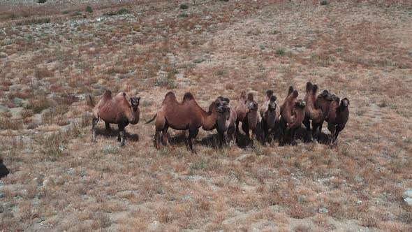 Bactrian Camel in the Gobi Desert Mongolia