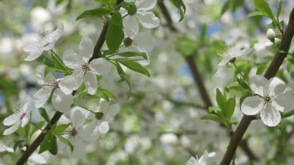 White Sakura Flowers