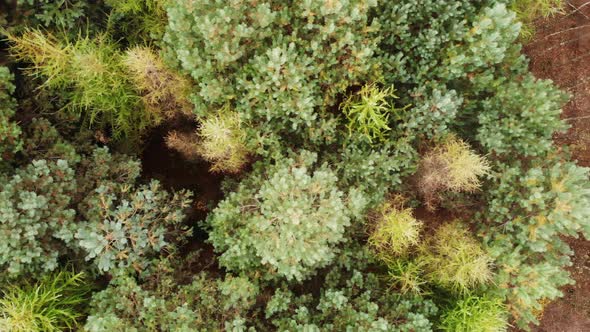 Flight over Autumn Forest