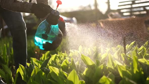 Take Care of Garden  Close Up View of Gardener Watering Plants at Garden Bed Slowmotion Video