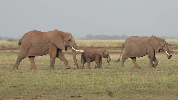 Elephants Walking in Line